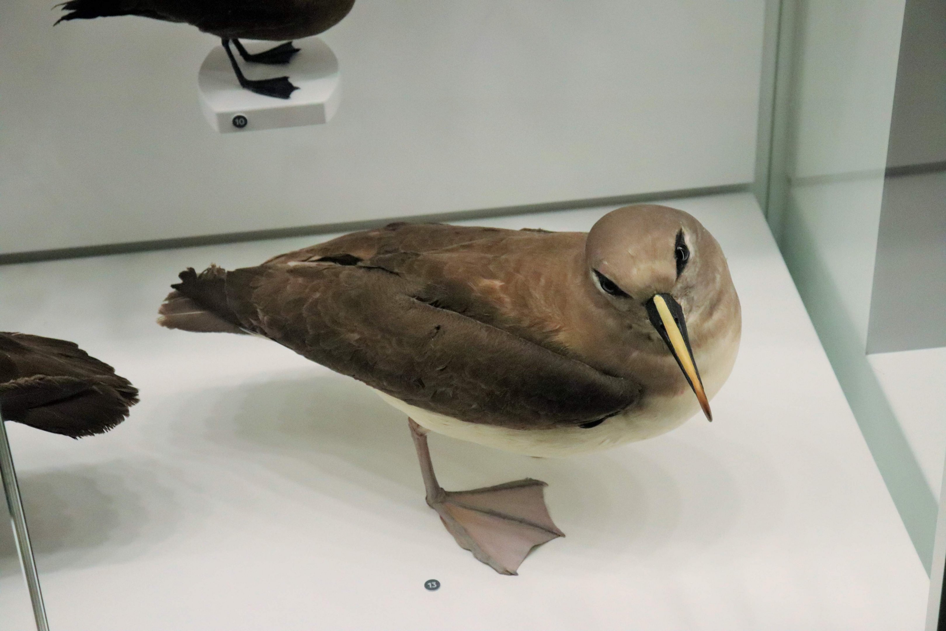 Grey-headed Albatross (Thalassarche chrysostoma)