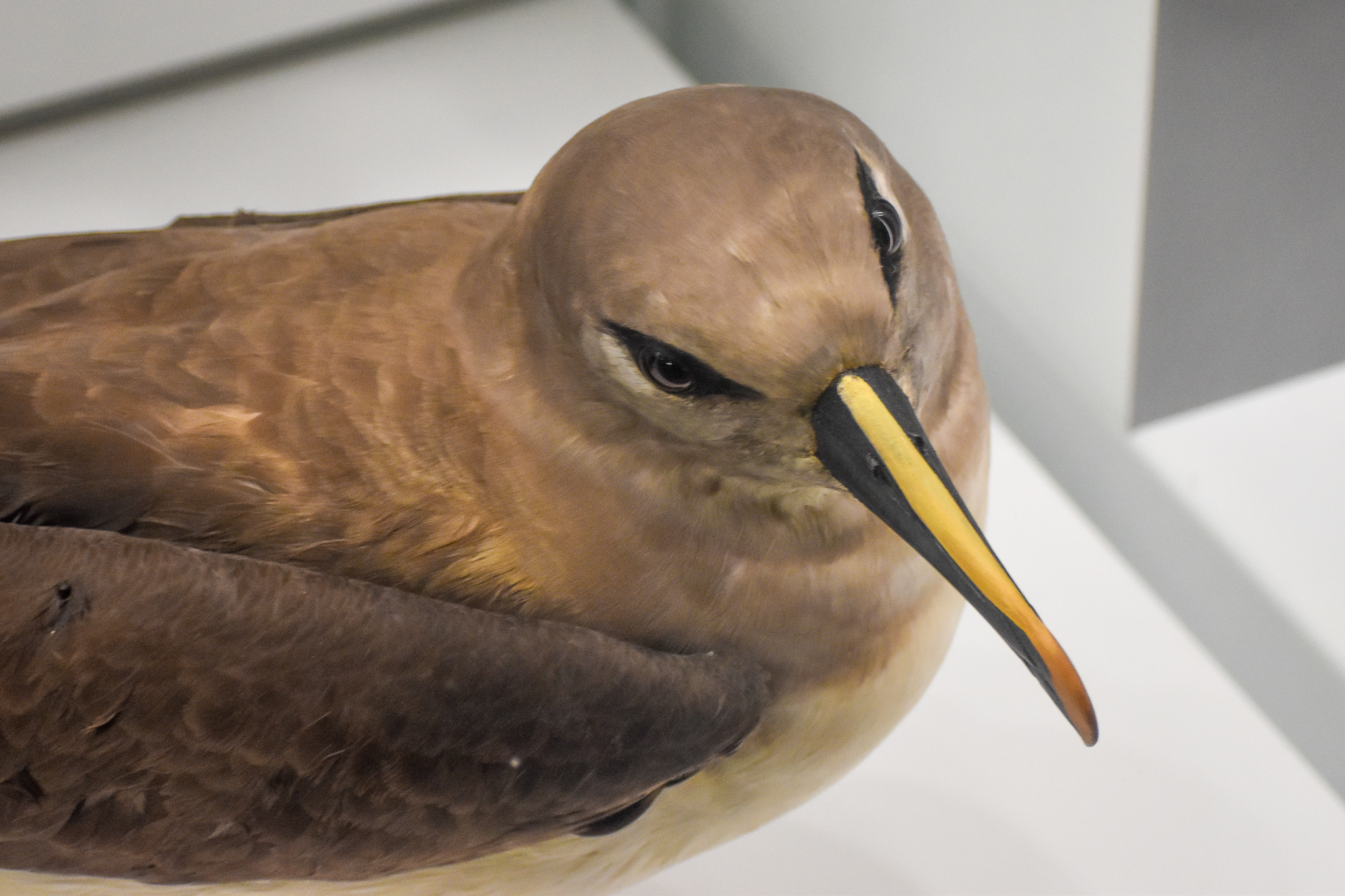 Grey-headed Albatross