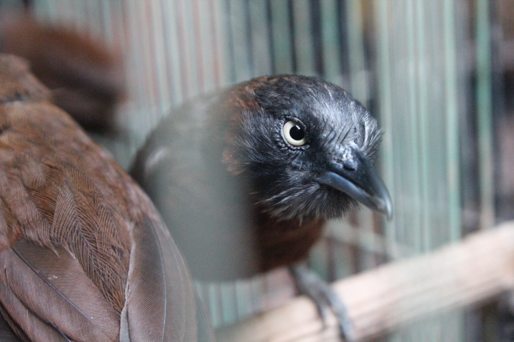 Grey-headed babbler (Stachyris poliocephala)