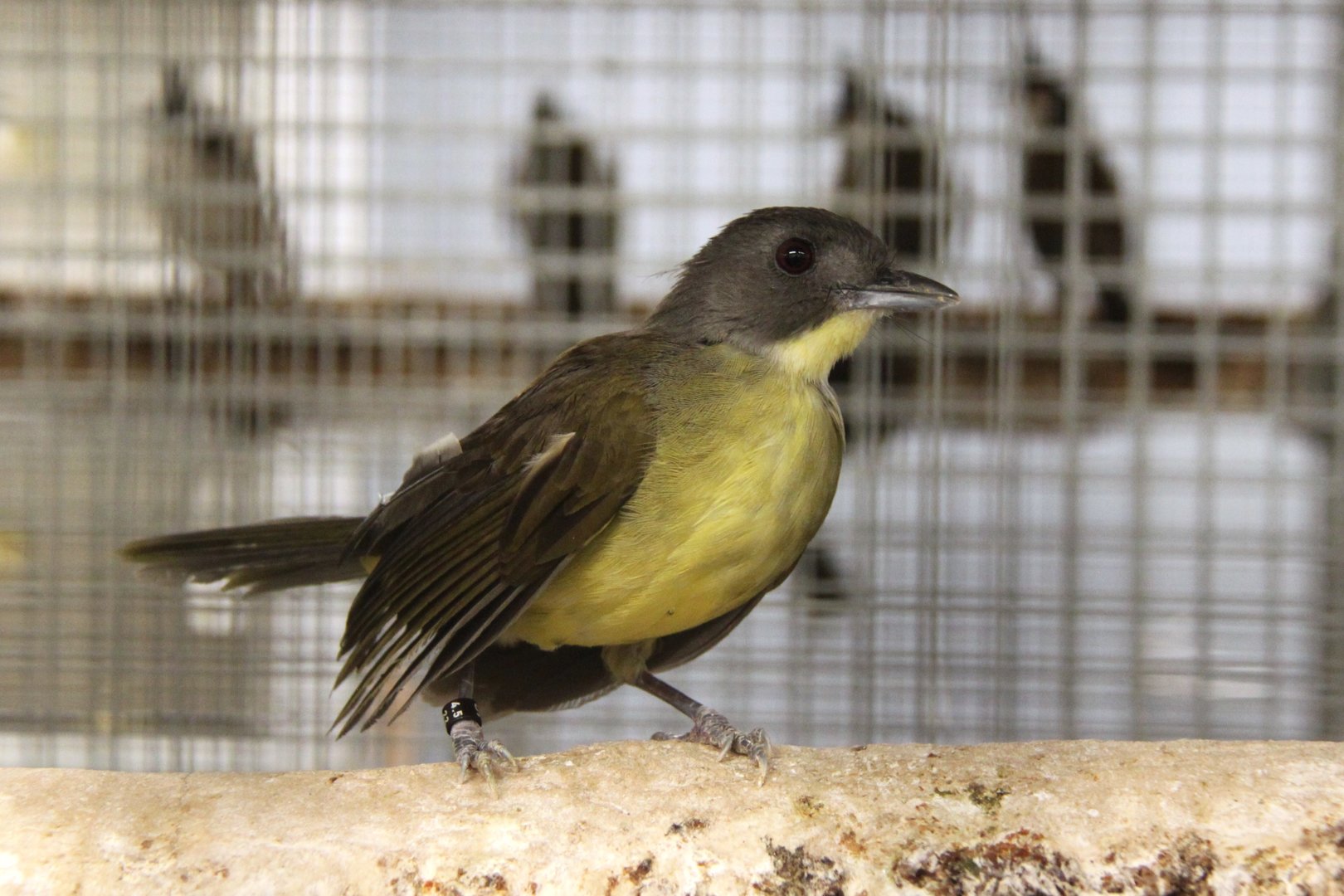 Grey-headed bristlebill (Bleda canicapillus)
