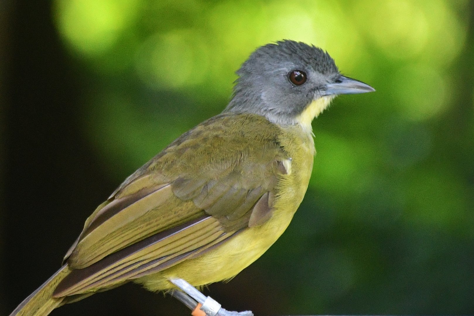 Grey-headed Bristlebill (Bleda canicapillus)