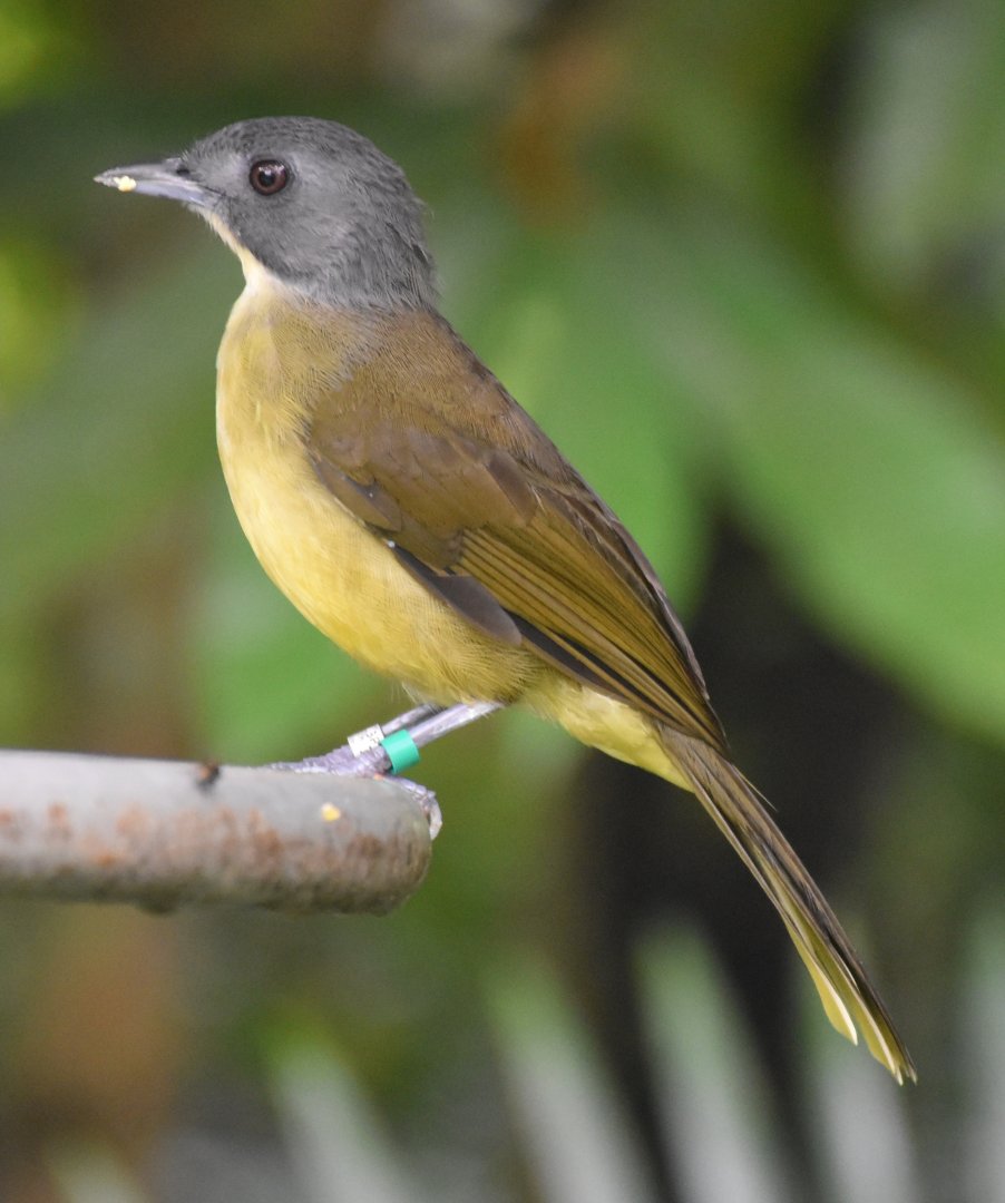 Grey-headed Bristlebill (Bleda canicapillus)