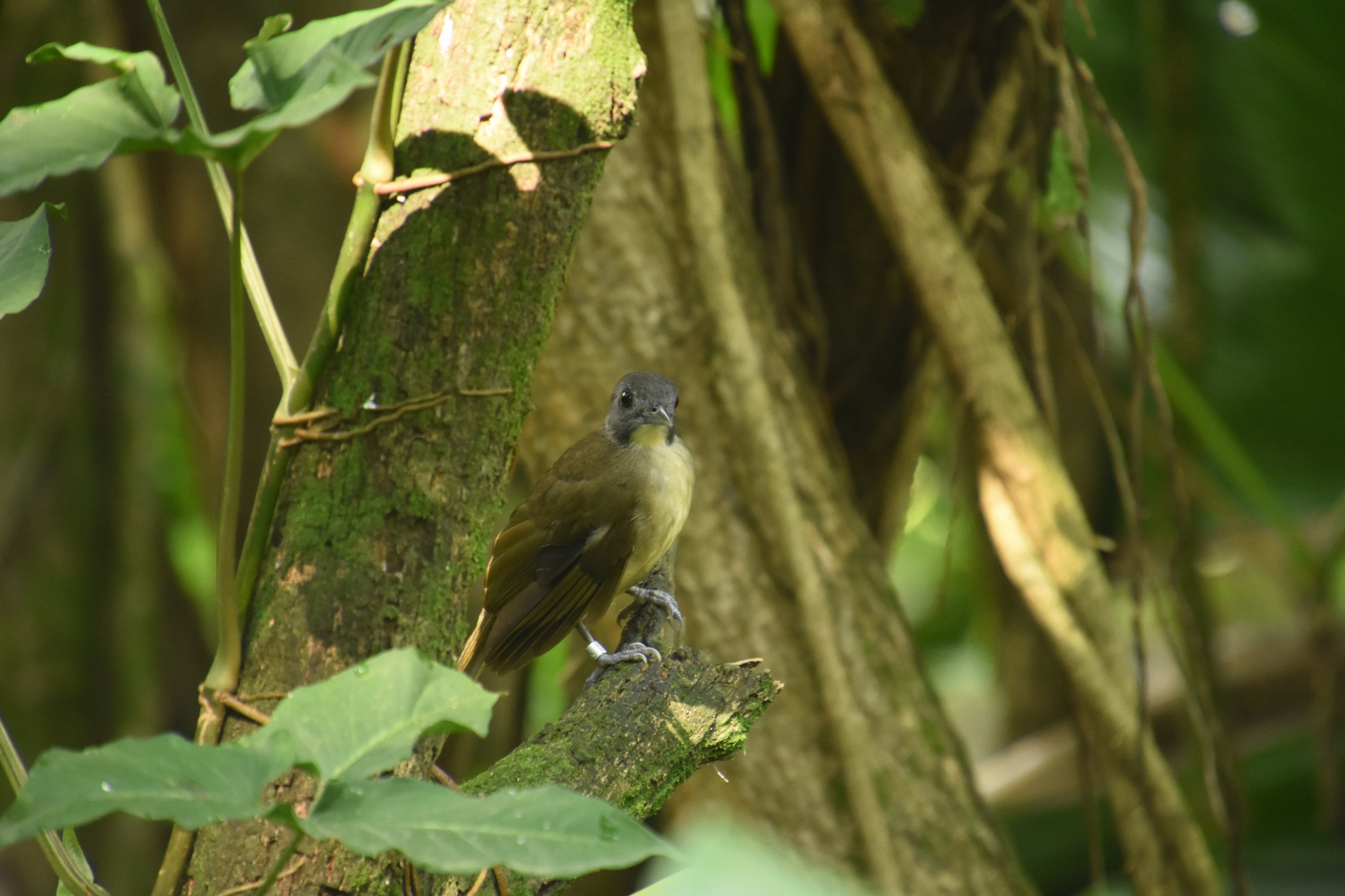 Grey-headed bristlebill