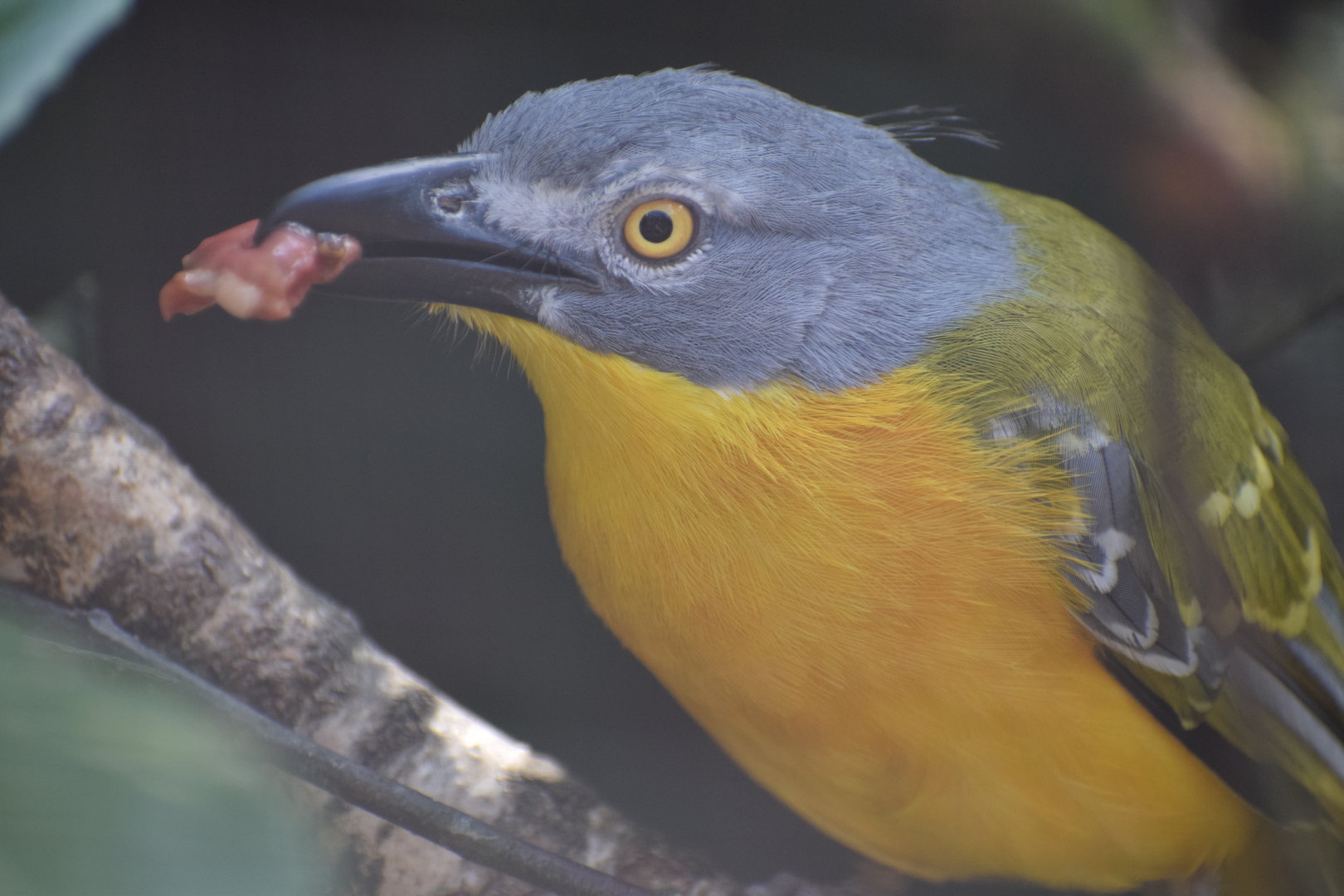 Grey-headed bushshrike - August 2023