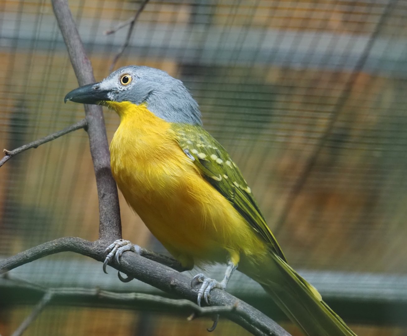 Grey-headed bushshrike (Malaconotus blanchoti), 2024-05-22