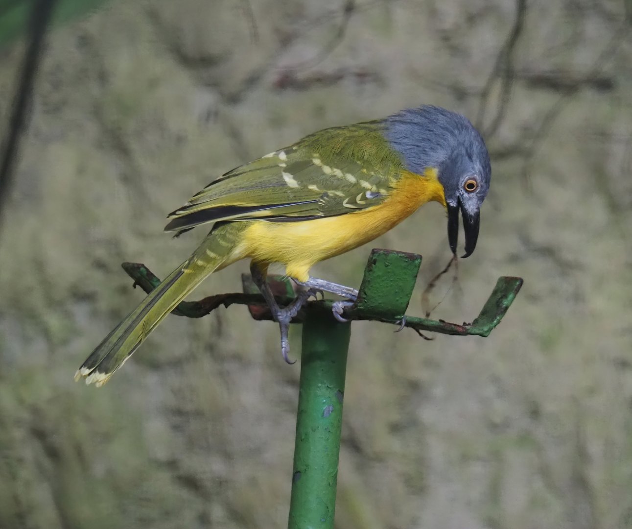 Grey-headed bushshrike (Malaconotus blanchoti), 2024-05-22