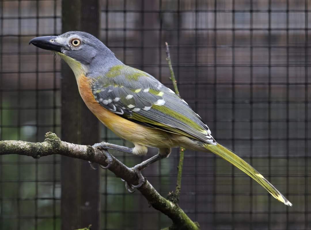 Grey-headed bushshrike (Malaconotus blanchoti)