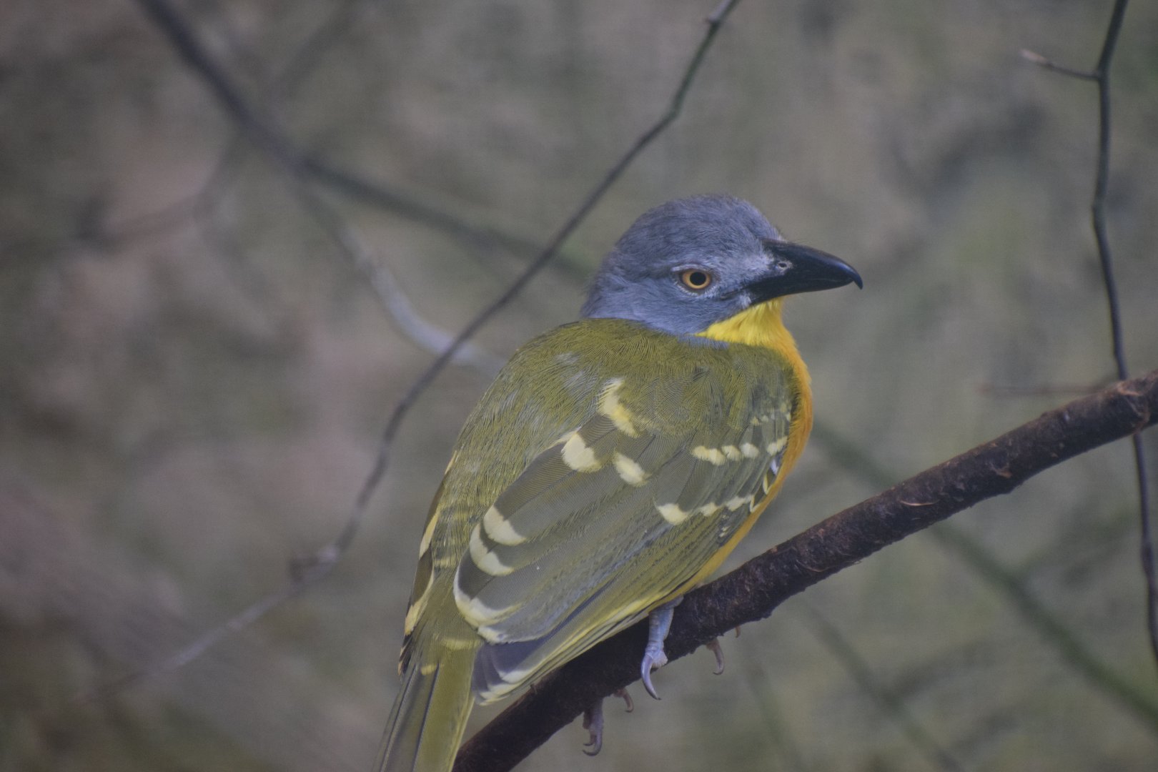 Grey-headed bushshrike