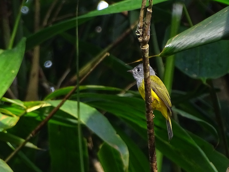 Grey-headed canary-flycatcher (Culicicapa ceylonensis calochrysea)