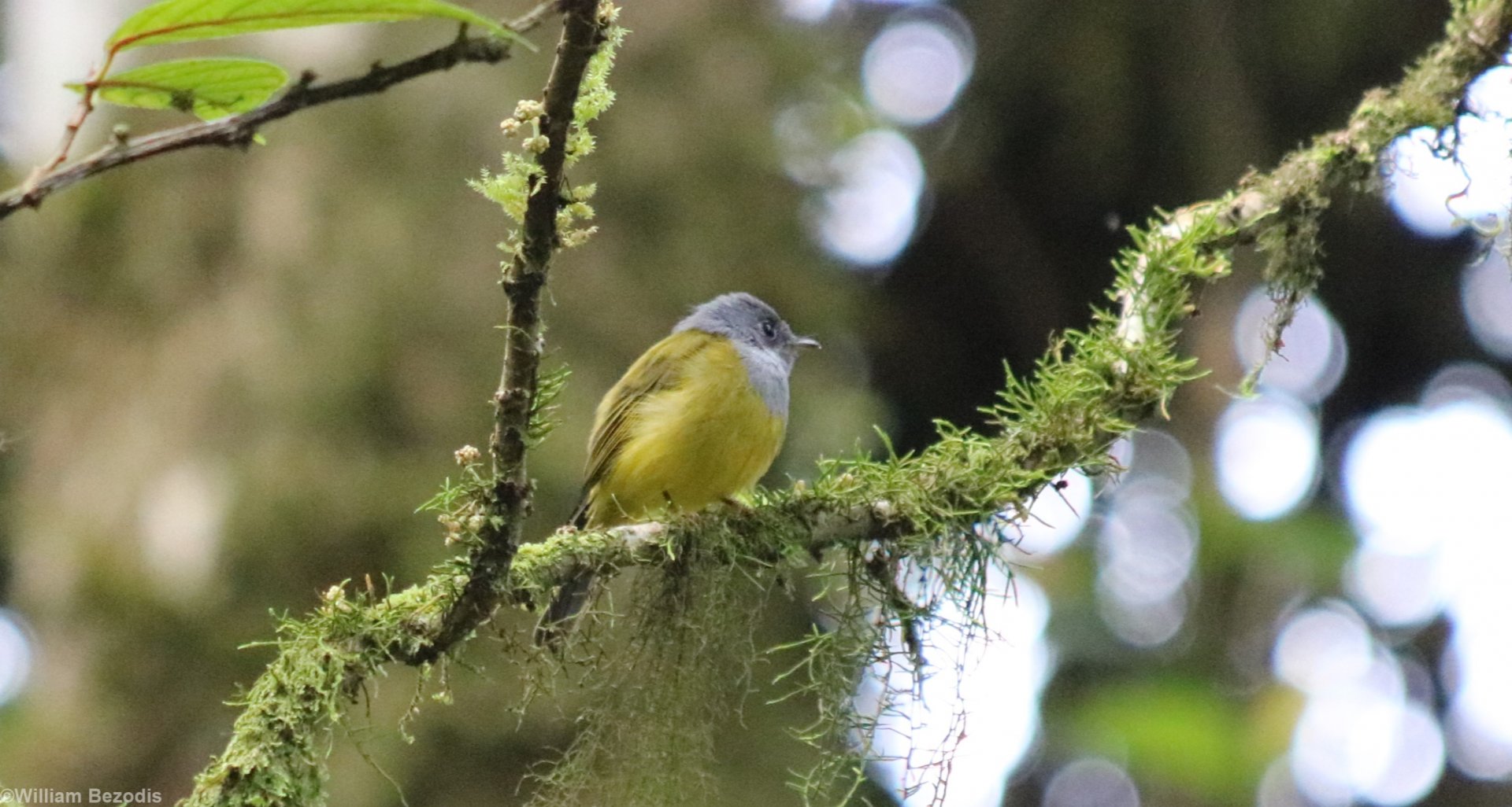 Grey-headed Canary-flycatcher on a Mossy Branch