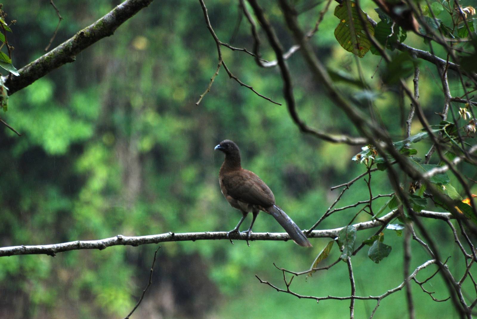 Grey-headed Chachalaca at Arenal, 18/04/14