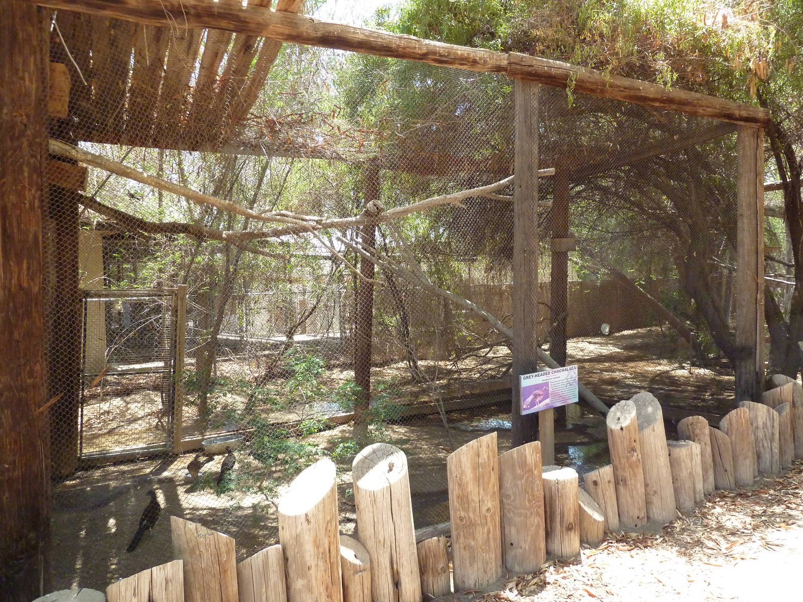 Grey-Headed Chachalaca Exhibit