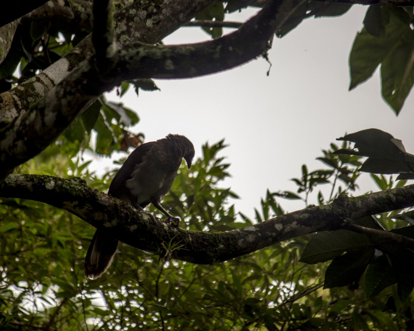 Grey-headed chachalaca, Ortalis cinereiceps