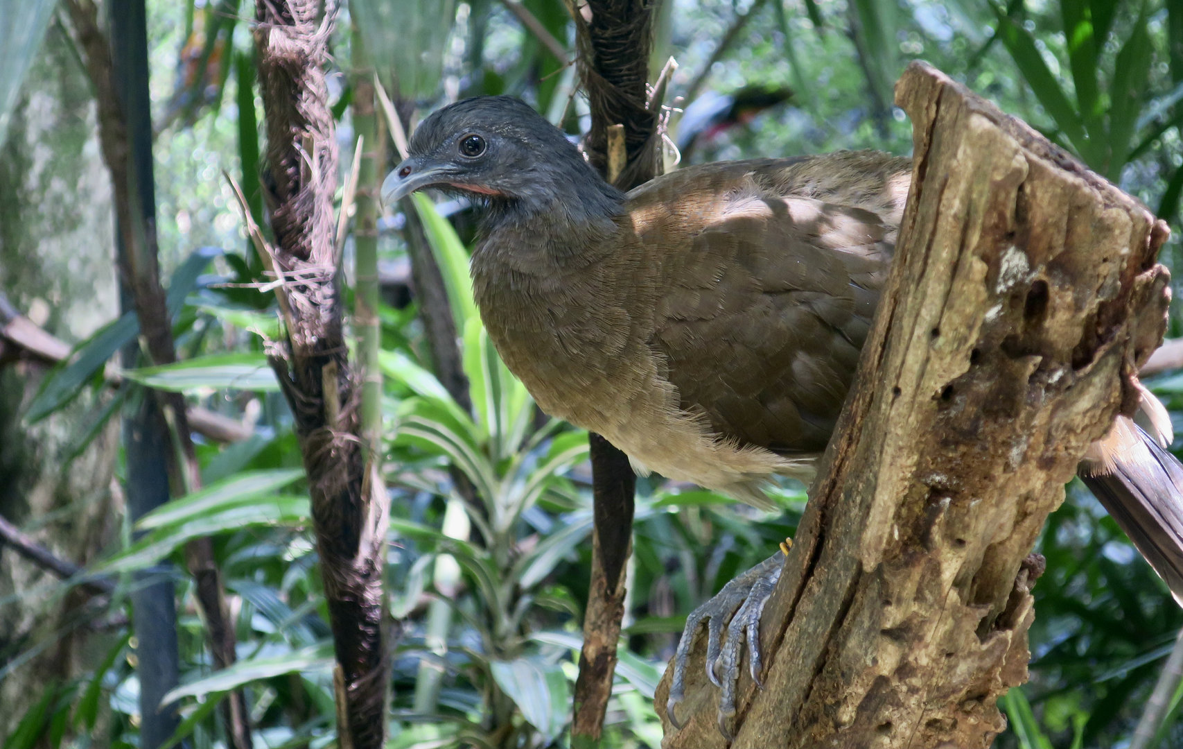 Grey-Headed Chachalaca (Ortalis cinereiceps)