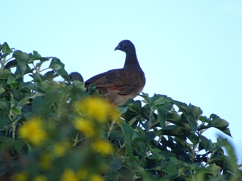 Grey-headed chachalaca