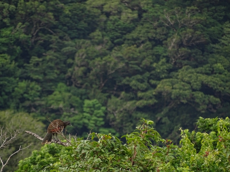 Grey-headed chachalaca