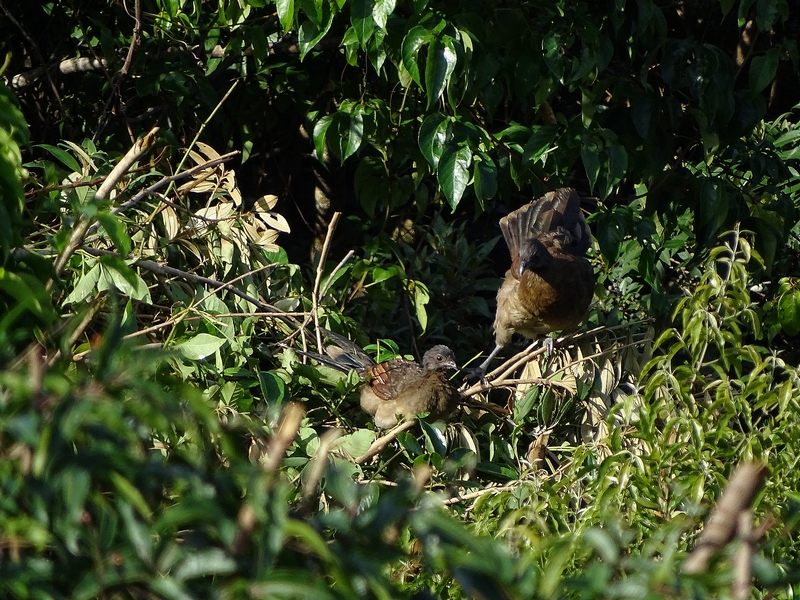 Grey-headed chachalaca
