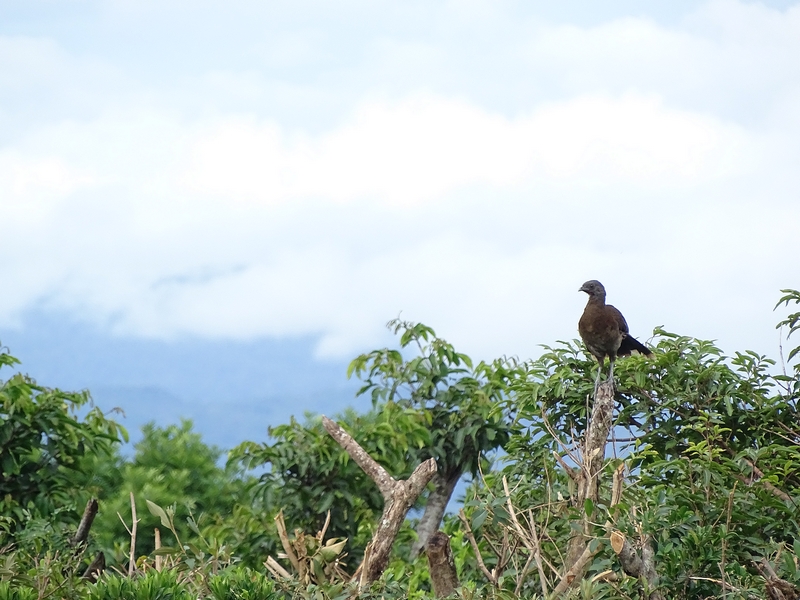 Grey-headed chachalaca