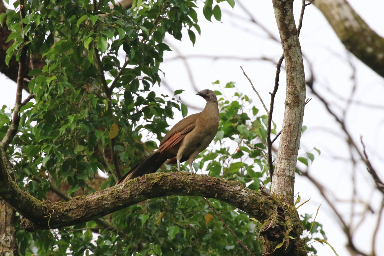 Grey-headed Chachalaca