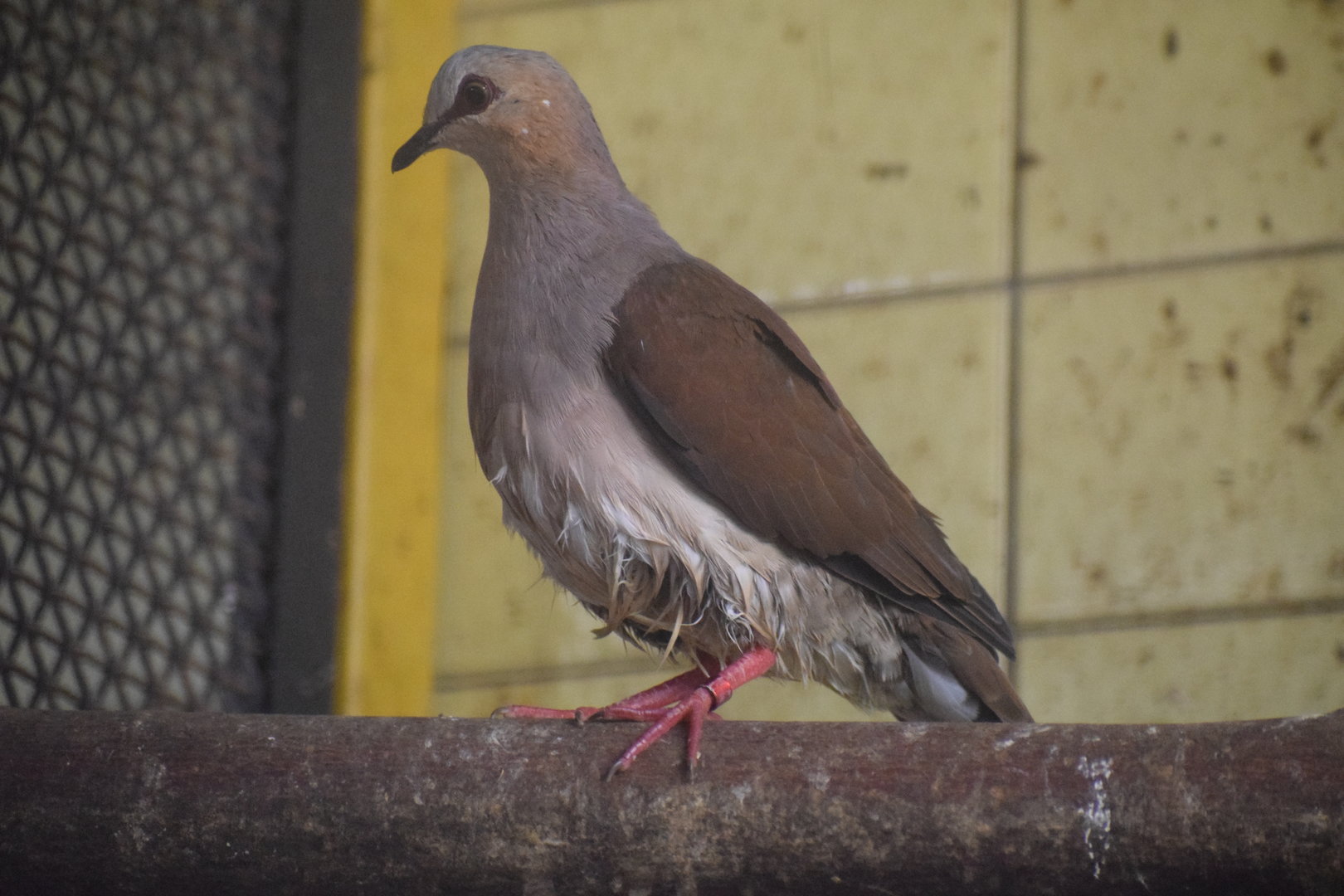 Grey-headed dove - August 2023
