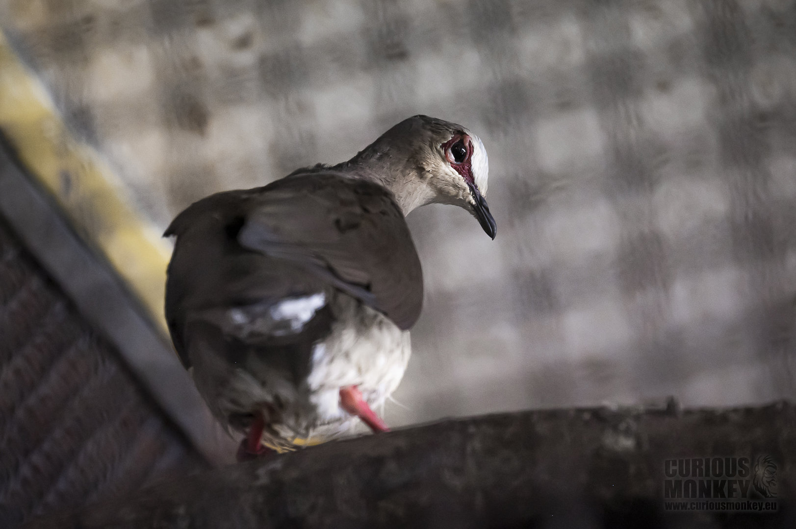 Grey-Headed Dove (leptotila plumbeiceps) 08/23 - Behind the scenes