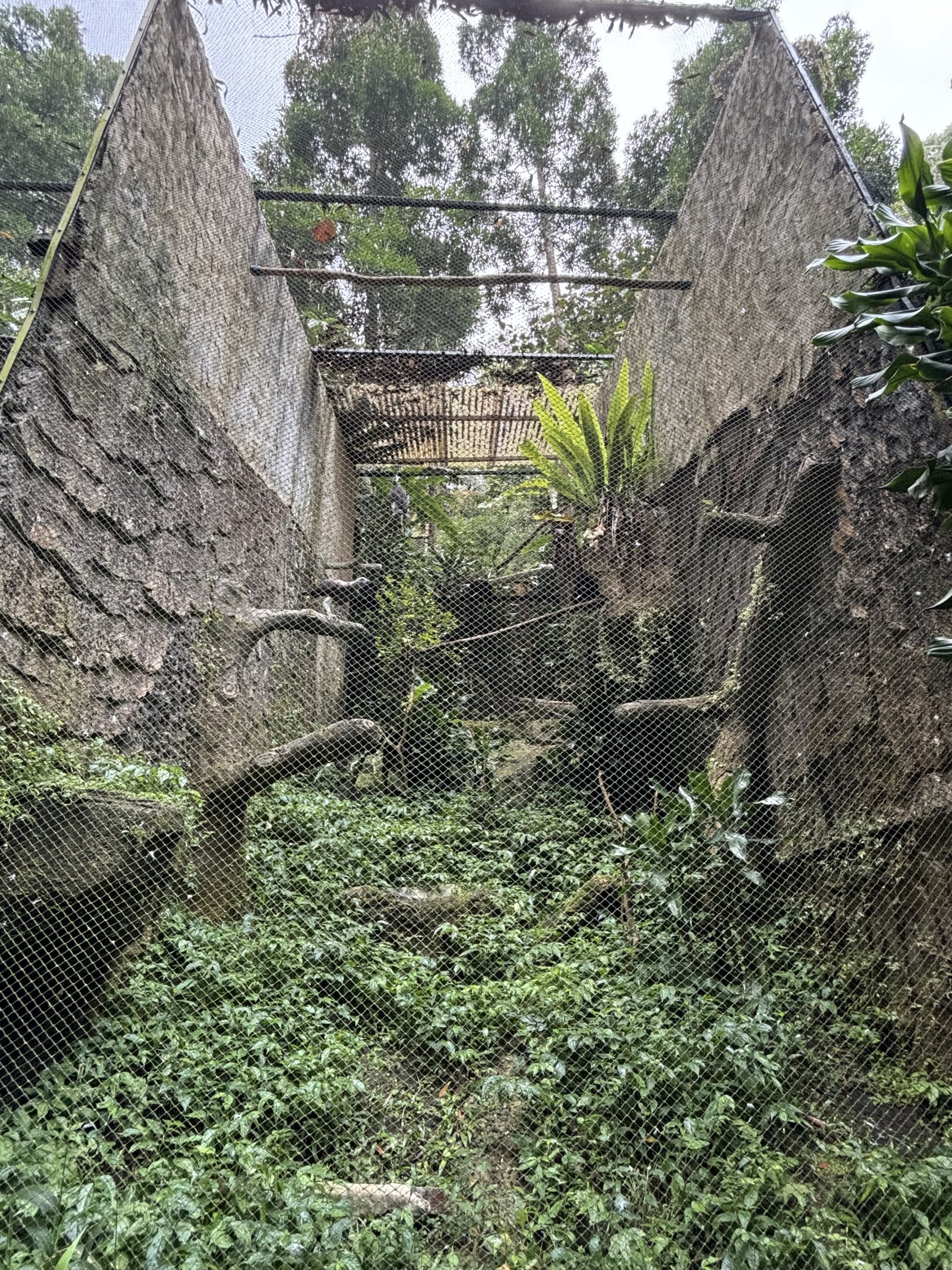 Grey-headed Fish Eagle Aviary