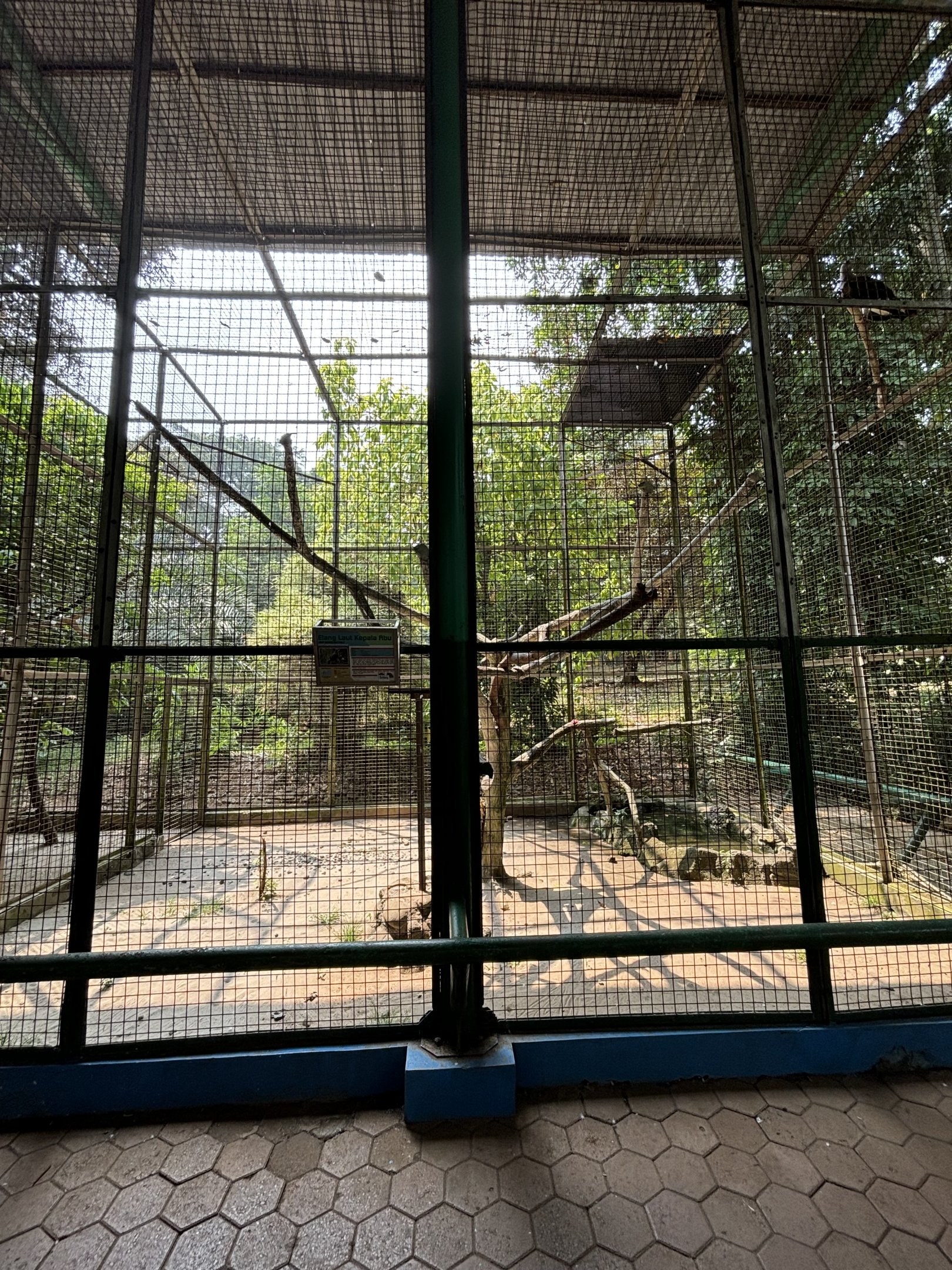 Grey-headed Fish Eagle Aviary