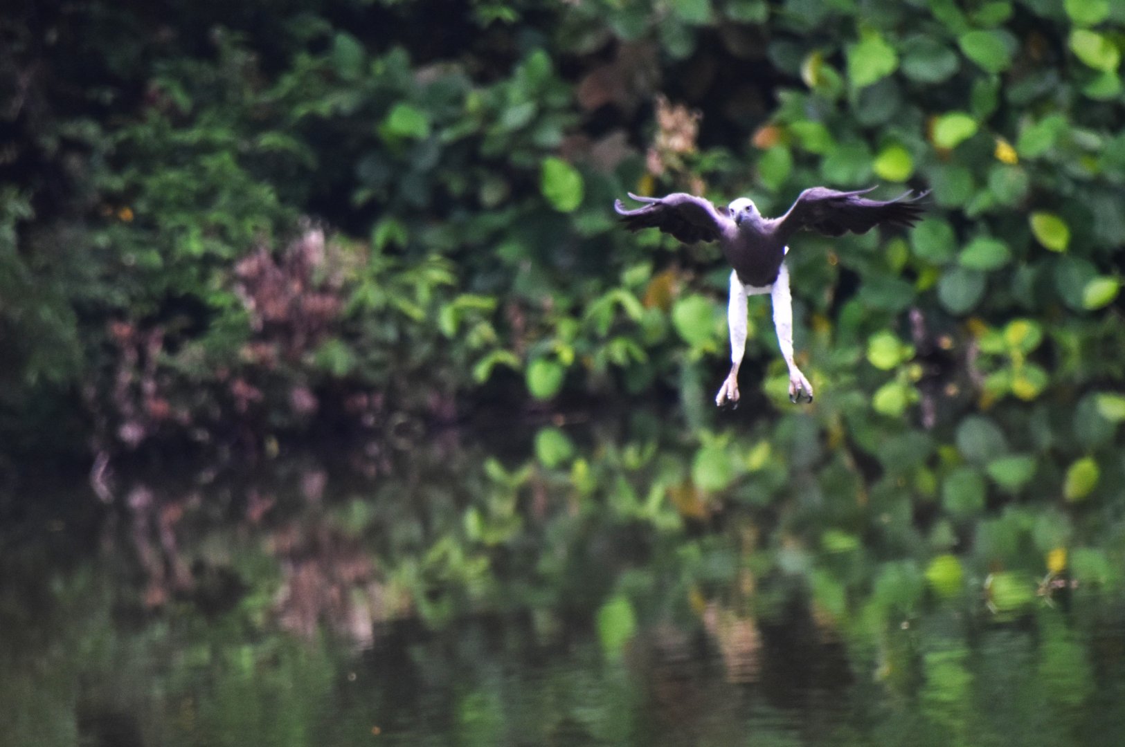 Grey headed fish eagle fishing, Icthyophaga ichthyaetus