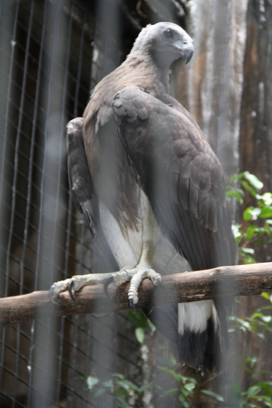 Grey-headed Fish Eagle (Ichthyophaga ichthyaetus)