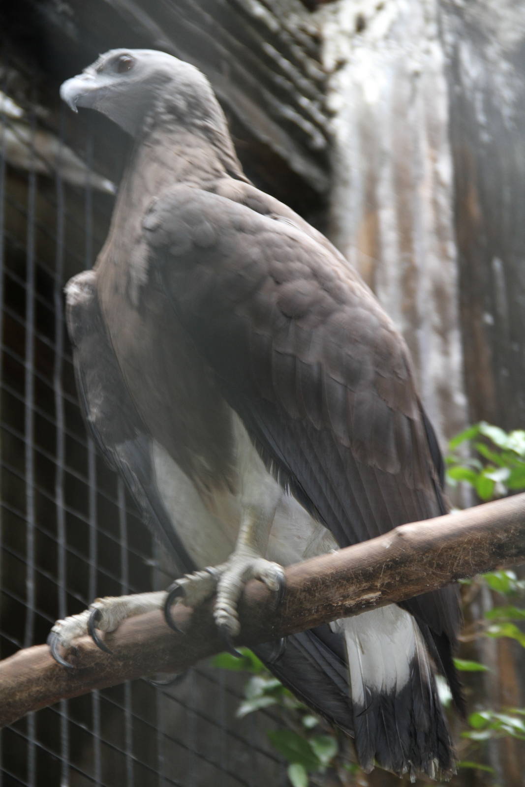 Grey-headed Fish Eagle (Ichthyophaga ichthyaetus)