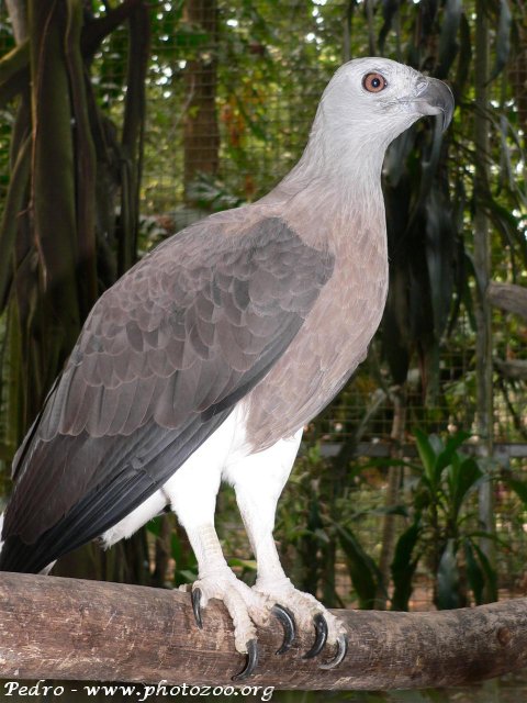 Grey-headed fish-eagle (Ichthyophaga ichthyaetus)