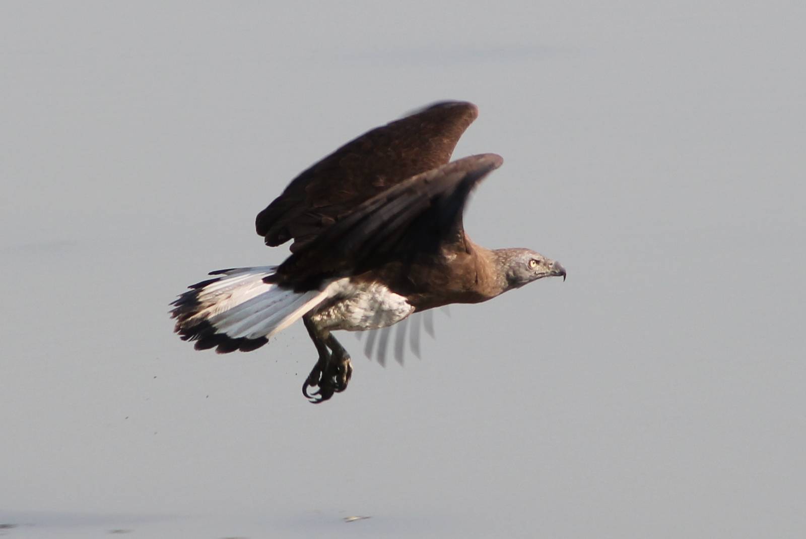 Grey-headed Fish Eagle (Ichthyophaga ichthyaetus)