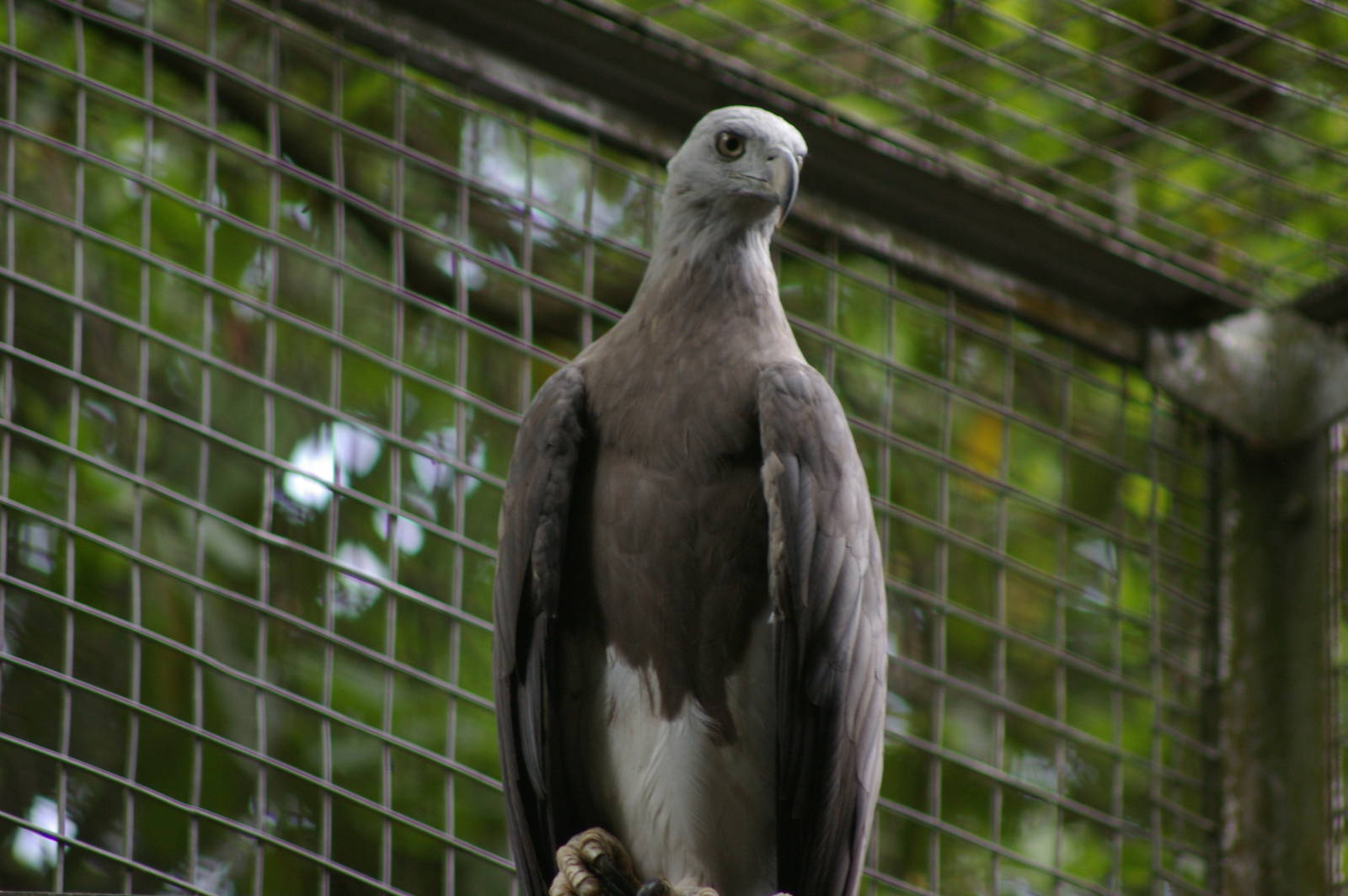 grey-headed fish eagle (Ichthyophaga ichthyaetus)