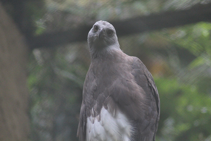 Grey-headed fish eagle (Icthyophaga ichthyaetus)