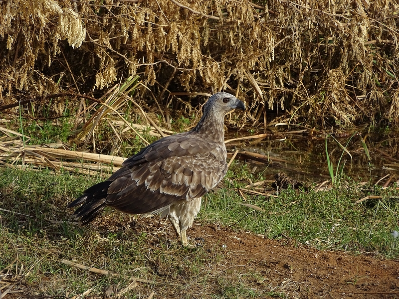 Grey-headed fish eagle (juvenile)