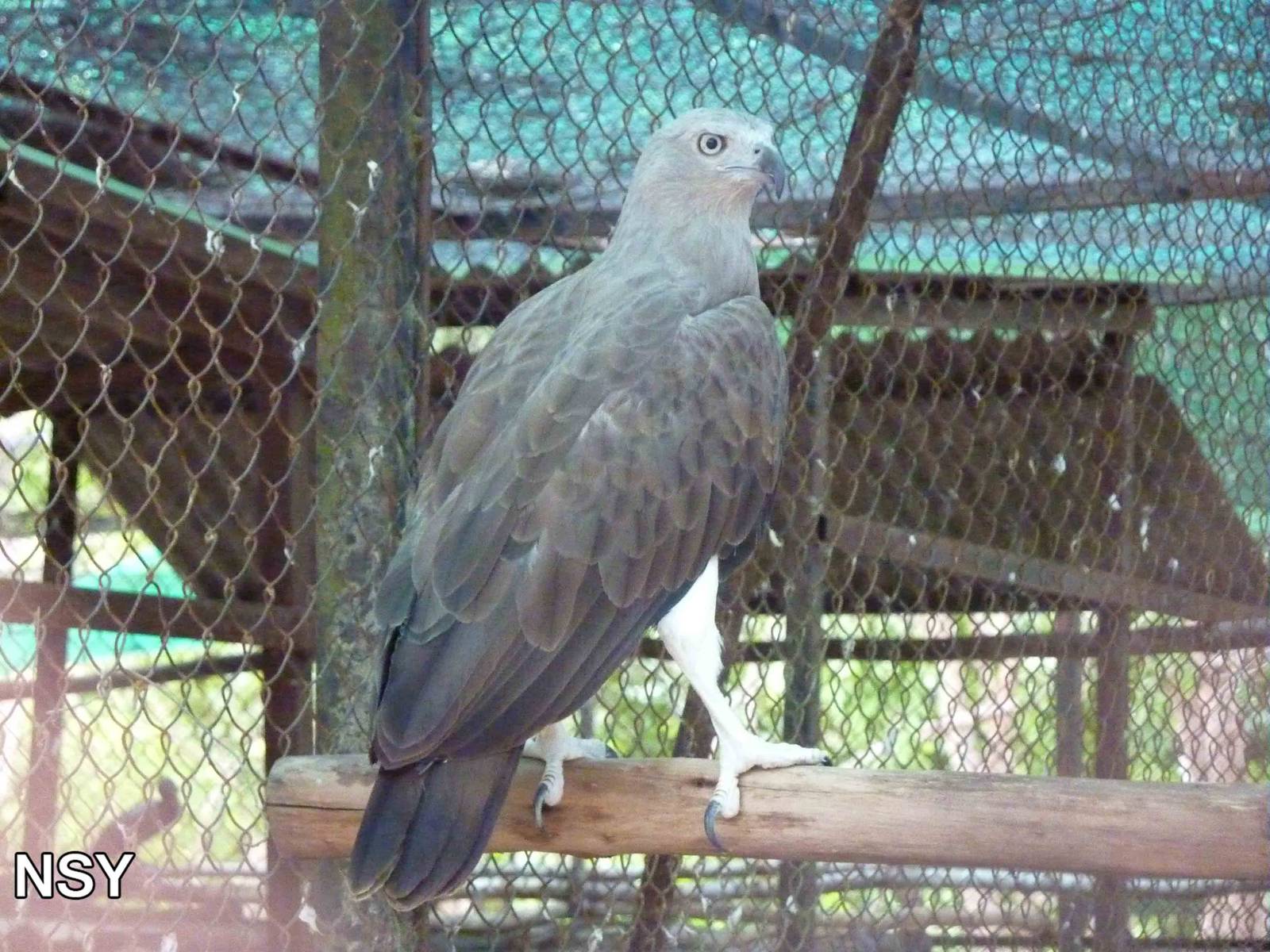 Grey-headed fish eagle, May 2013.