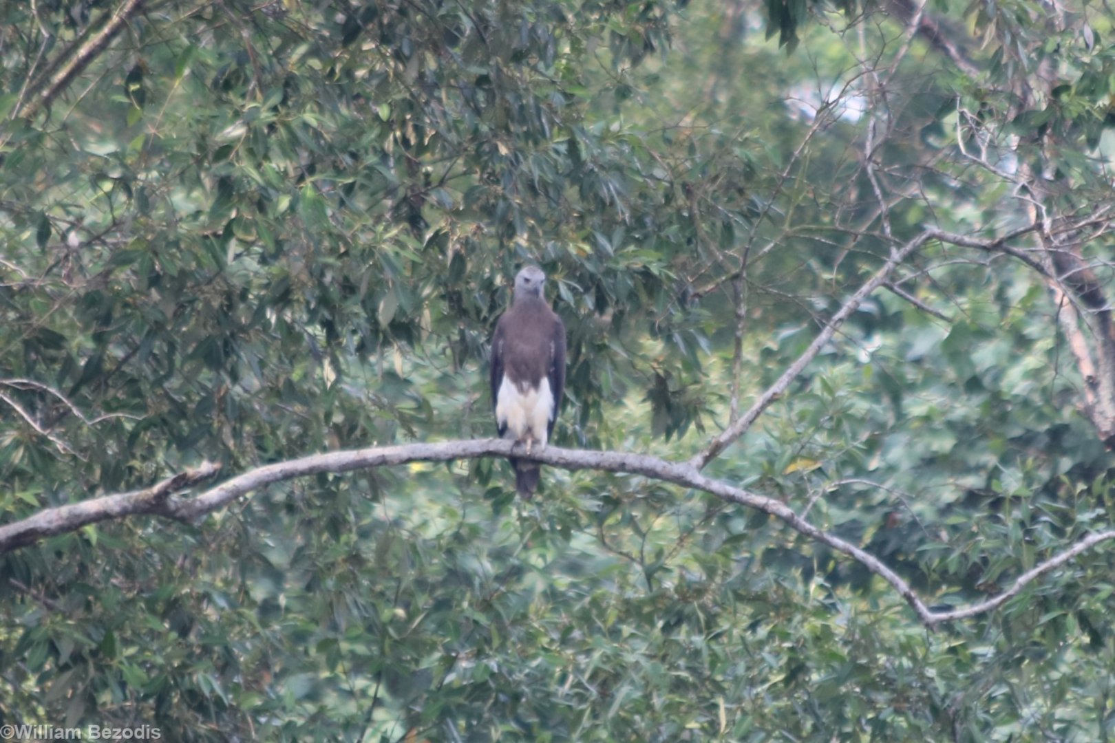 Grey-headed Fish-eagle - Sungei Buloh