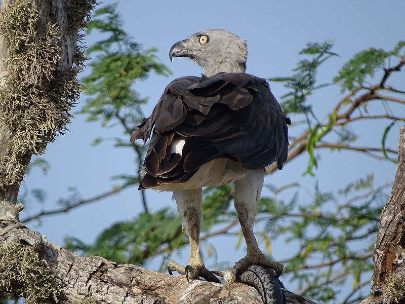 Grey-headed fish eagle
