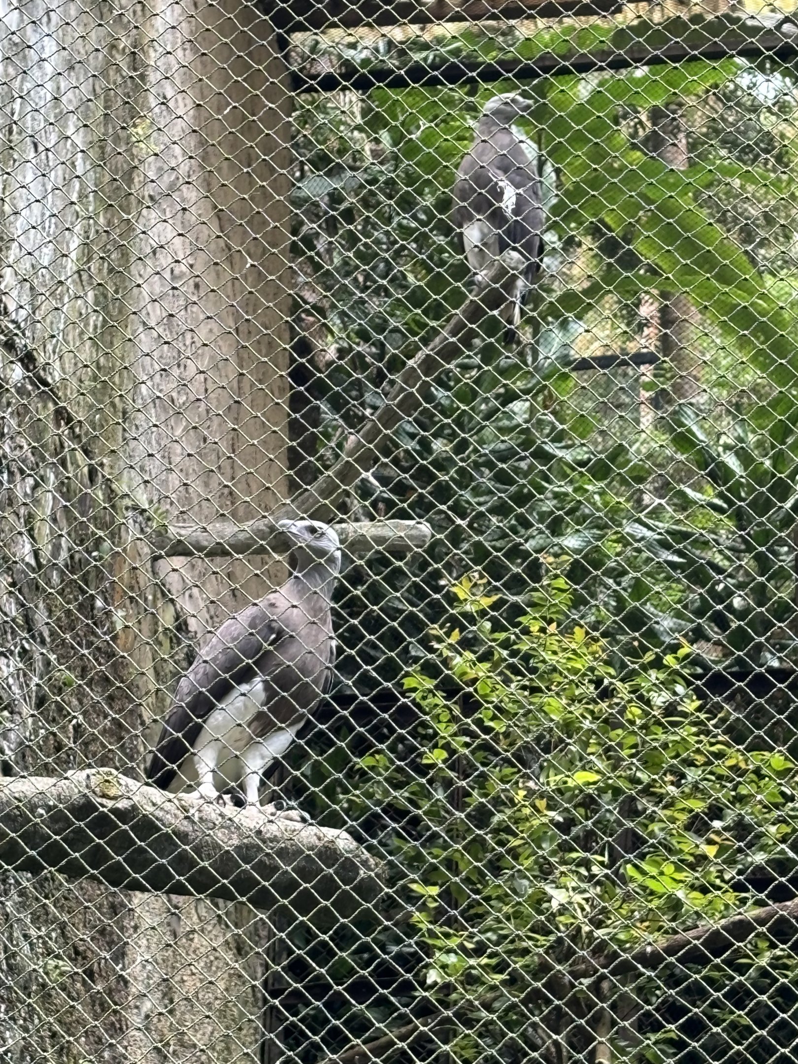 Grey-headed Fish Eagles