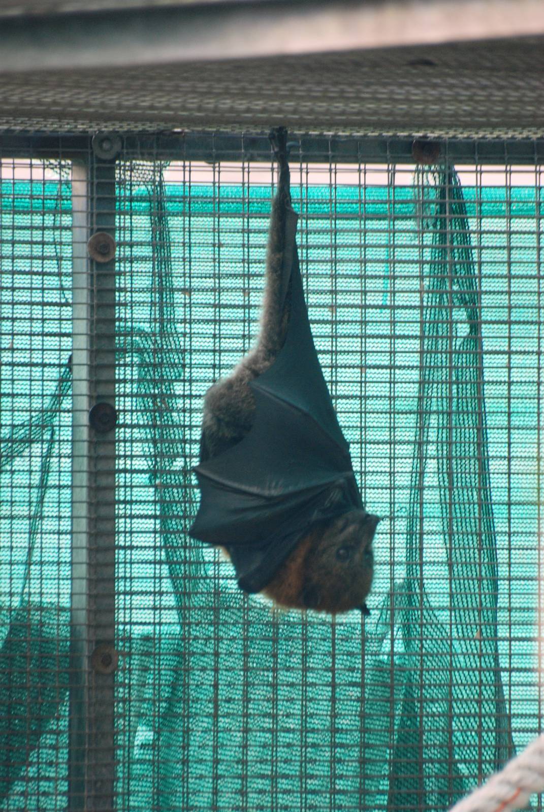 Grey-headed Flying Fox at Lubee Bat Conservancy, 11/10/13