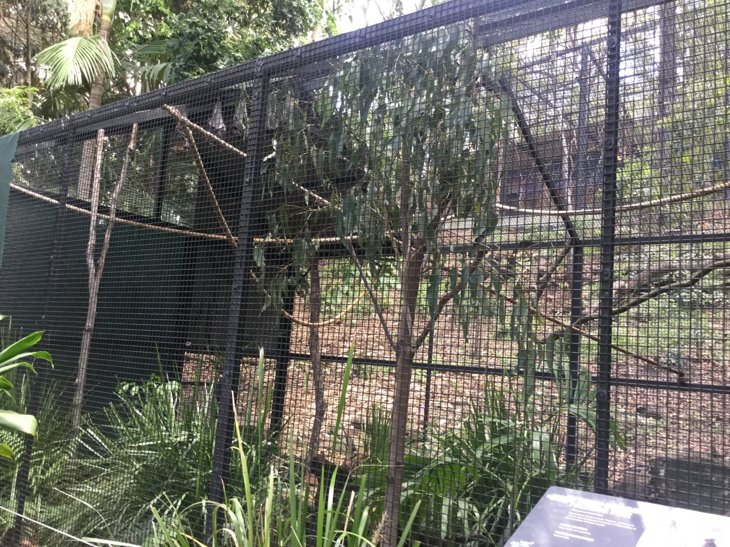 Grey Headed Flying Fox Enclosure