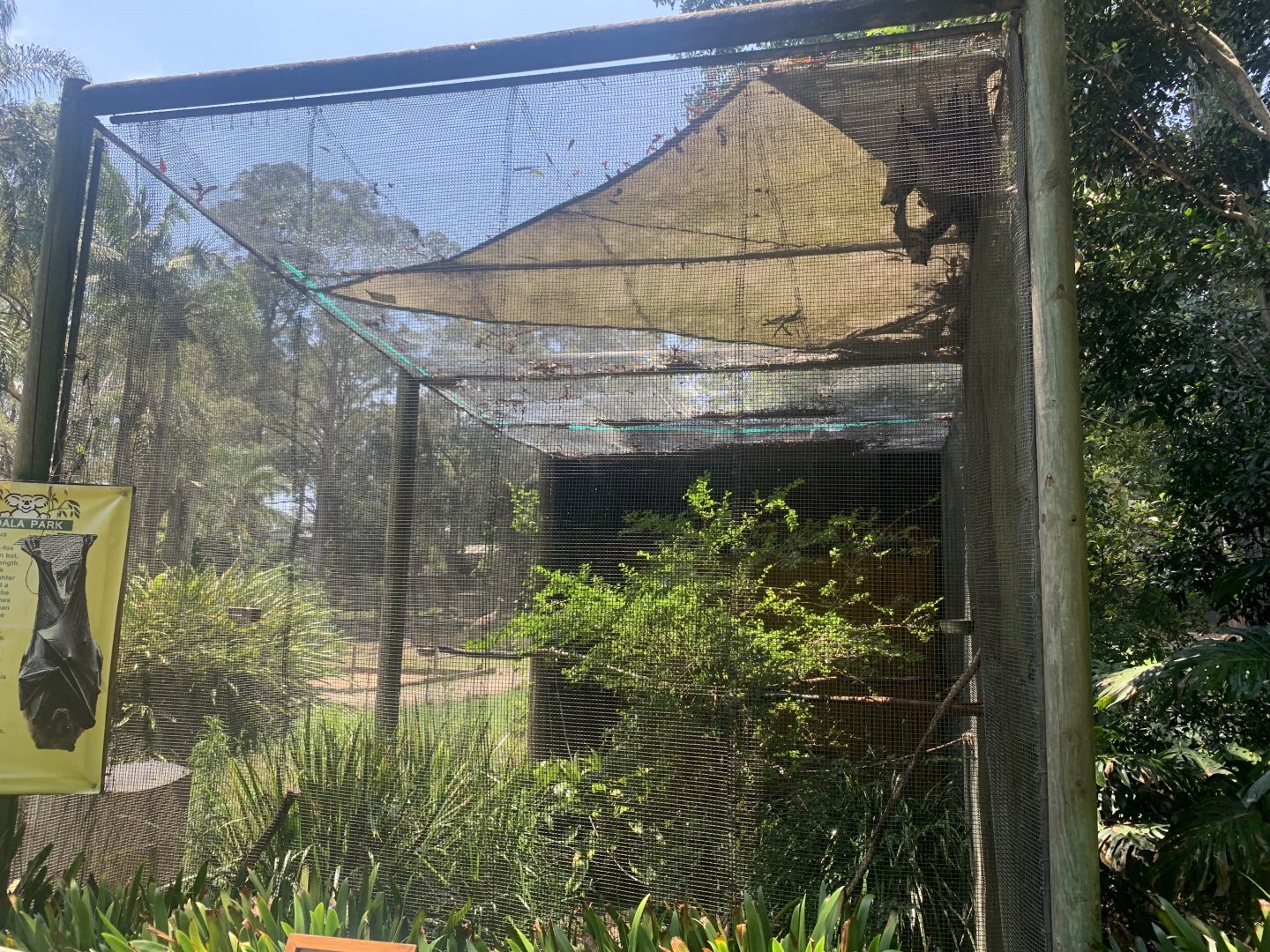 Grey-headed Flying Fox exhibit