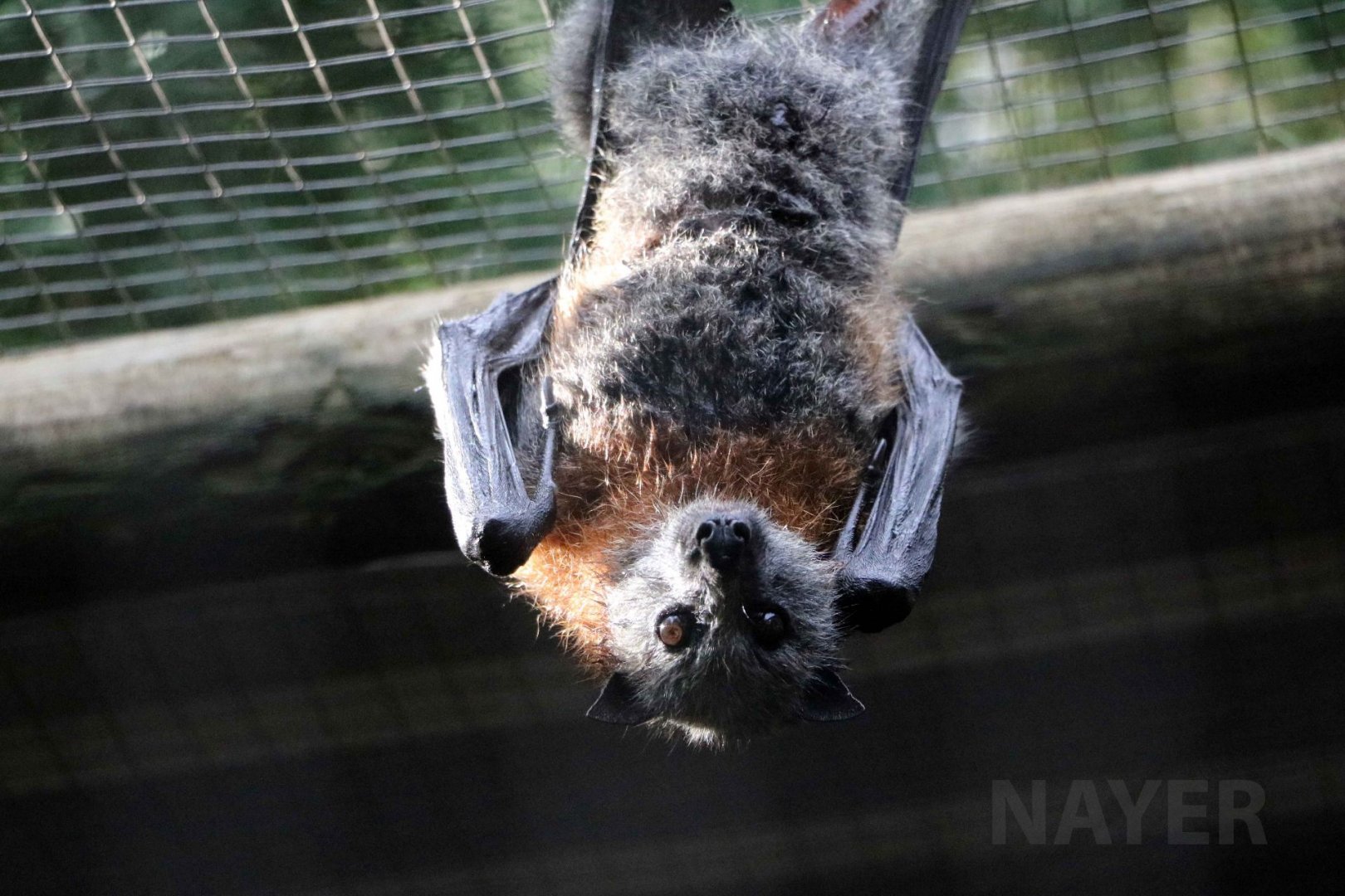 Grey-headed flying fox, June 2016