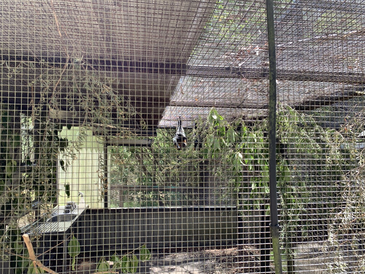 Grey-headed Flying Fox (Potoroo Palace)