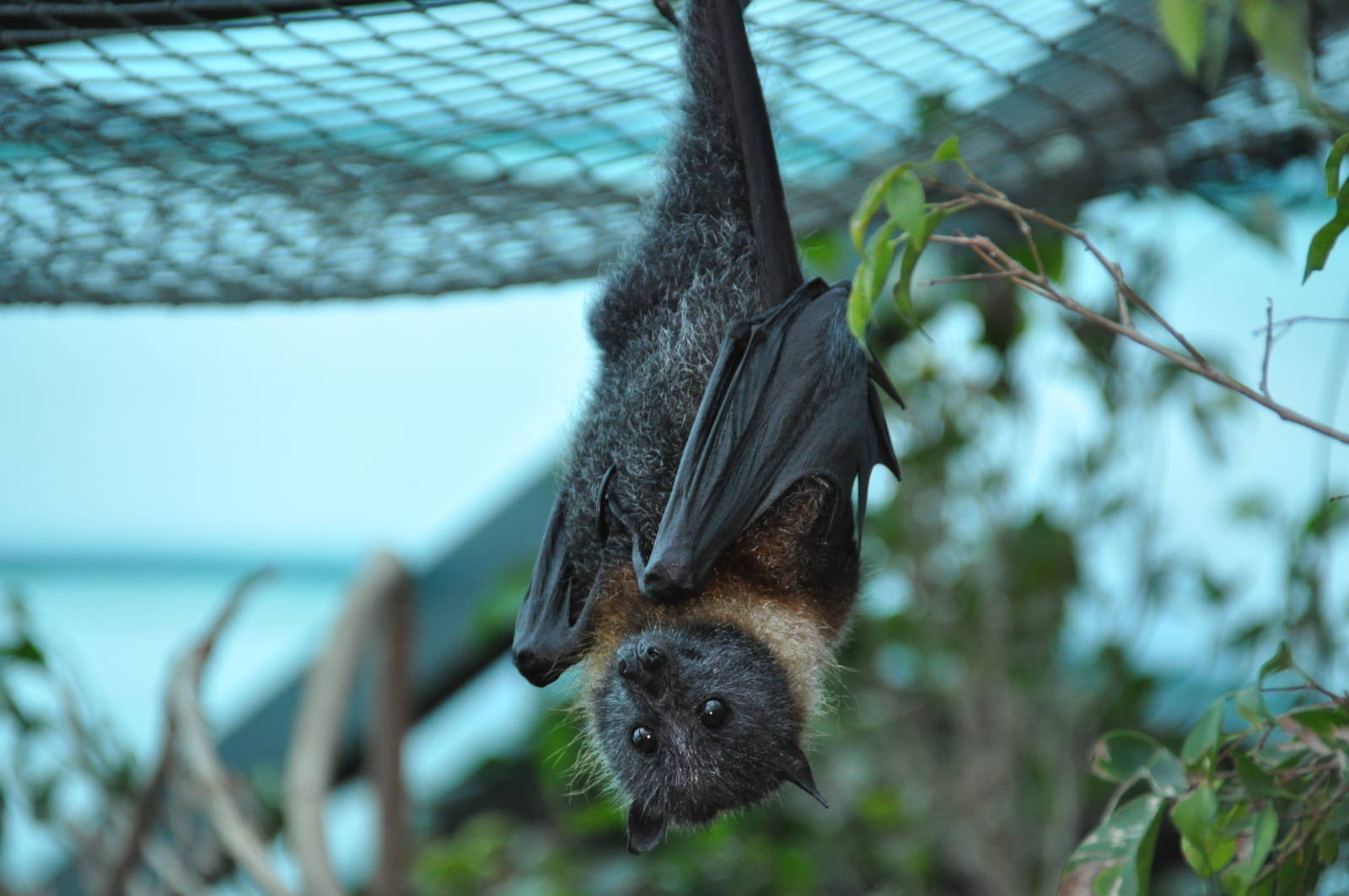 Grey-headed flying fox/ Pteropus poliocephalus