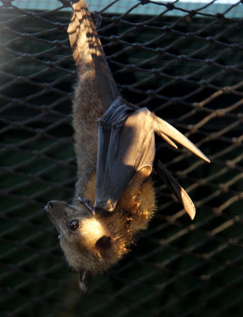 grey-headed flying fox (Pteropus poliocephalus)