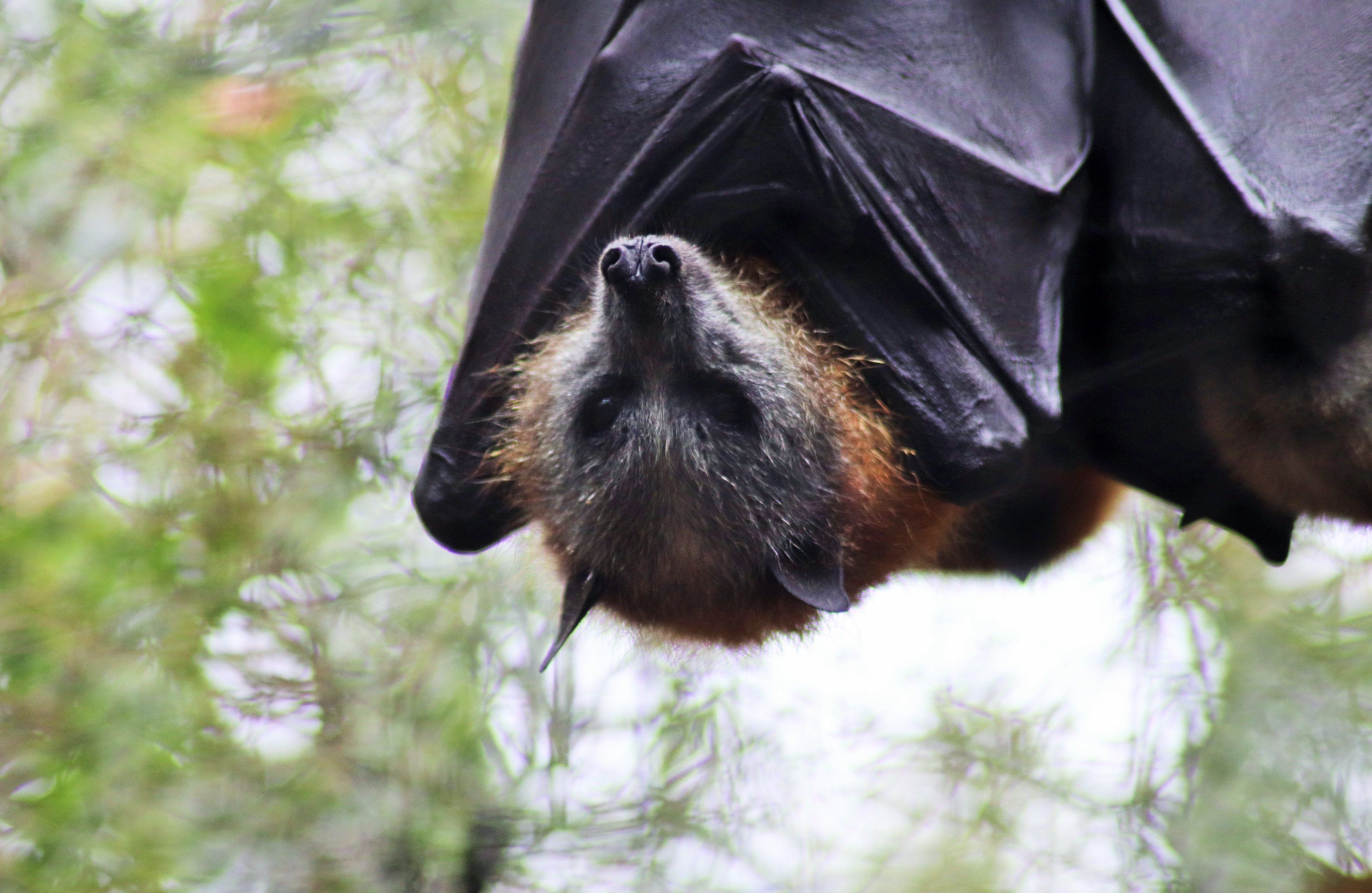 Grey-headed Flying Fox (Pteropus poliocephalus)