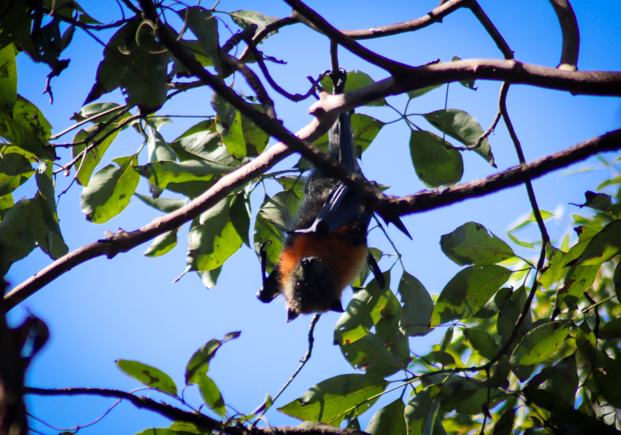 Grey-headed Flying Fox (Pteropus poliocephalus)