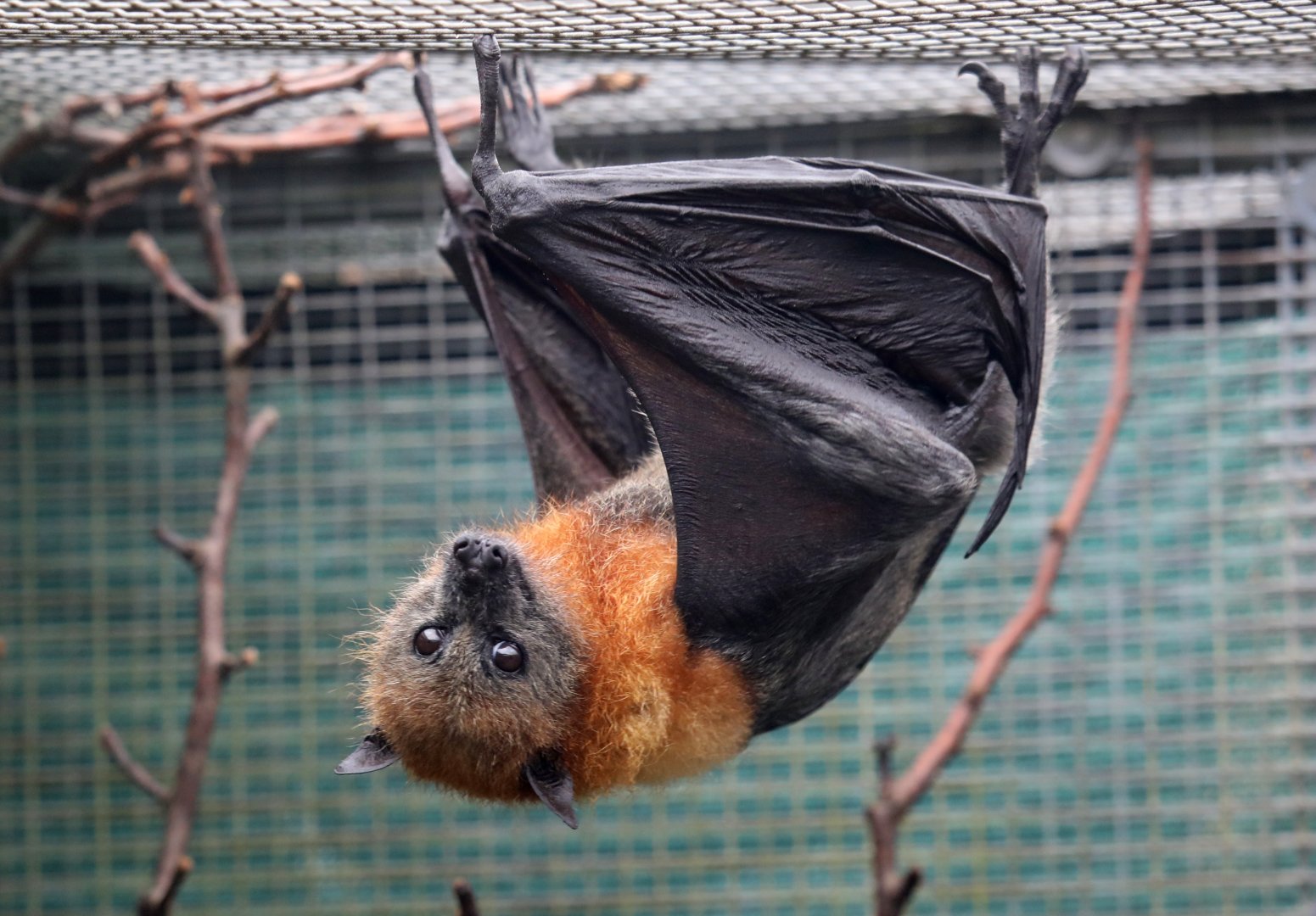 Grey-headed Flying-fox (Pteropus poliocephalus)
