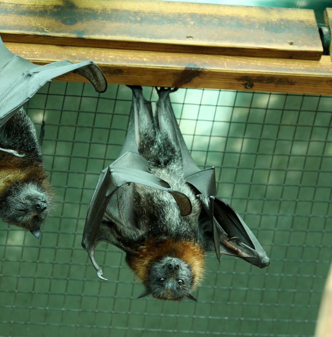 grey-headed flying fox (Pteropus poliocephalus)